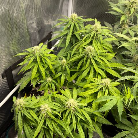 Pineapple 1 growlog timeline photo