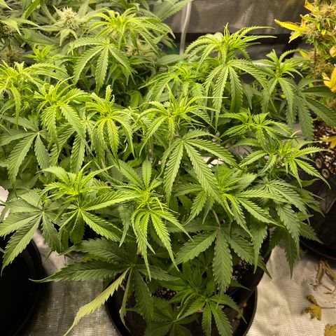 Blue Diesel 1 growlog timeline photo