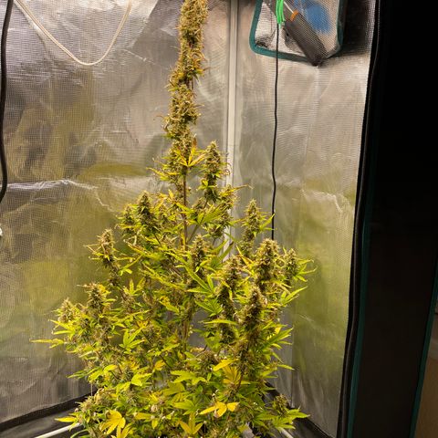 Super Lemon Haze Auto 1/20 growlog timeline photo