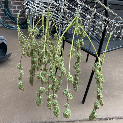 Super Lemon Haze Auto 1/20 growlog photo: Prepped for drying