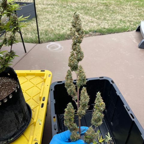 Super Lemon Haze Auto 1/20 growlog photo: Prepped for drying