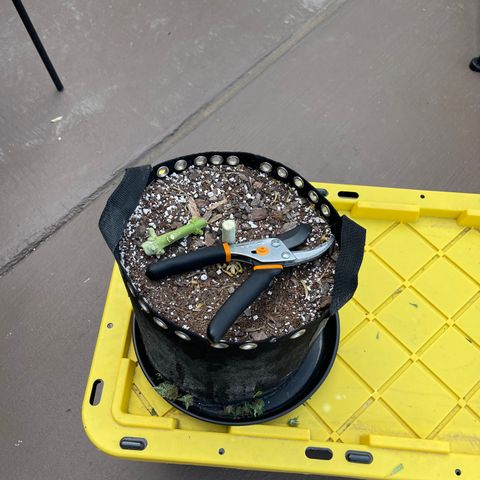 Super Lemon Haze Auto 1/20 growlog photo: Prepped for drying