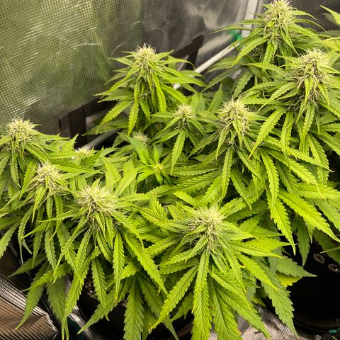 Pineapple 1 growlog timeline photo