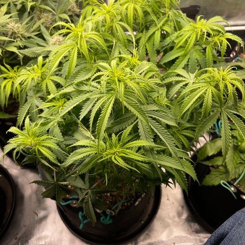 Blue Diesel 1 growlog timeline photo