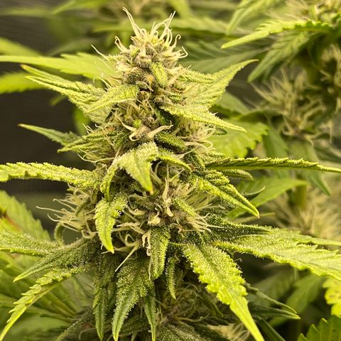 Gelato 1 growlog timeline photo