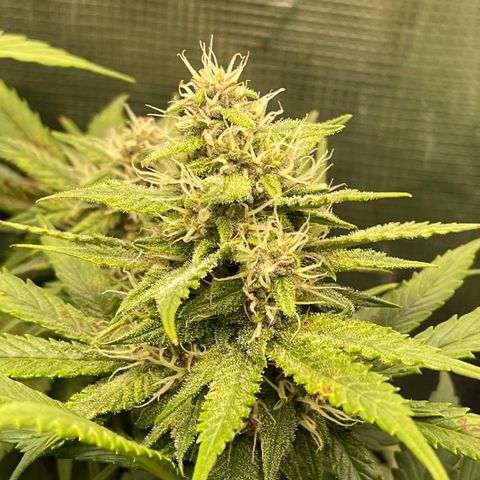 Gelato 1 growlog timeline photo