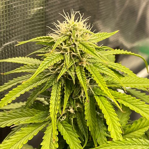 Pineapple 1 growlog timeline photo