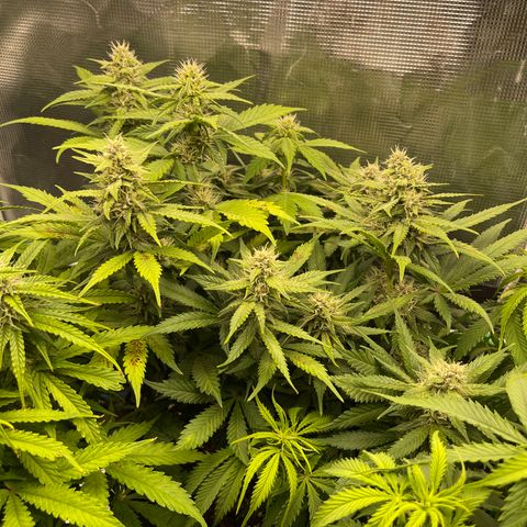 Gelato 1 growlog timeline photo