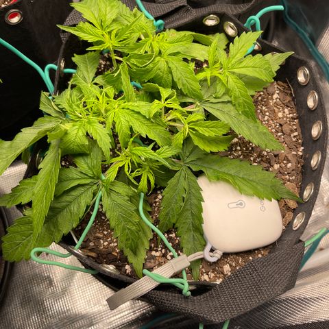 OG Jack (April 2022) growlog timeline photo