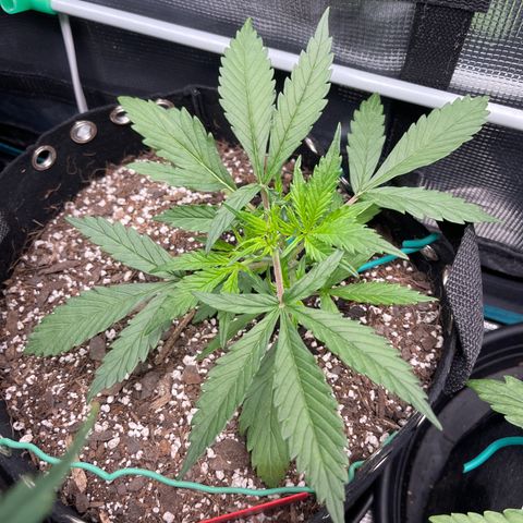 Love Potion (April 2022) growlog timeline photo