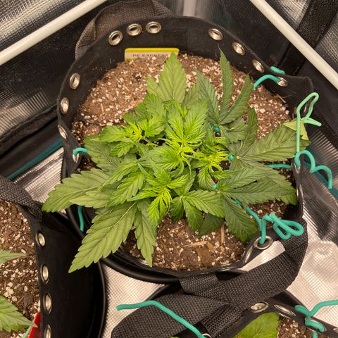 Pineapple X (April 2022) growlog timeline photo