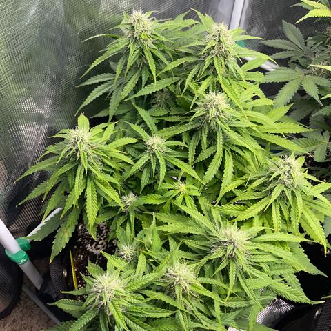 Pineapple 1 growlog timeline photo