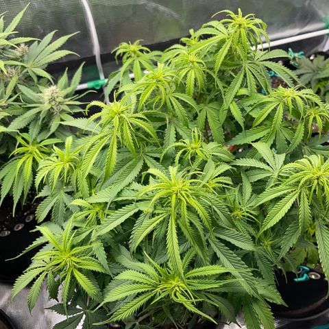 Blue Diesel 1 growlog timeline photo