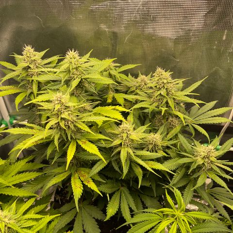 Gelato 1 growlog timeline photo