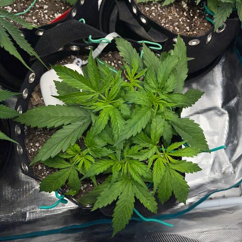 OG Jack (April 2022) growlog timeline photo