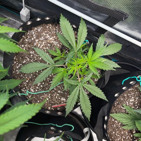 Love Potion (April 2022) growlog timeline photo