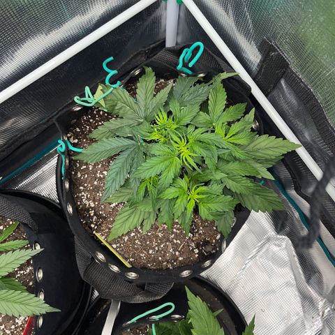 Pineapple X (April 2022) growlog timeline photo