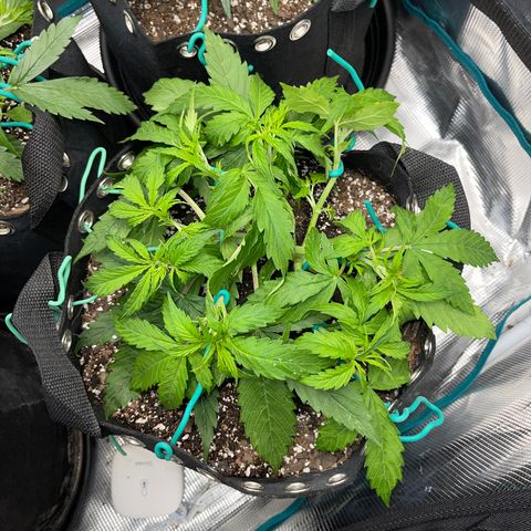 OG Jack (April 2022) growlog timeline photo