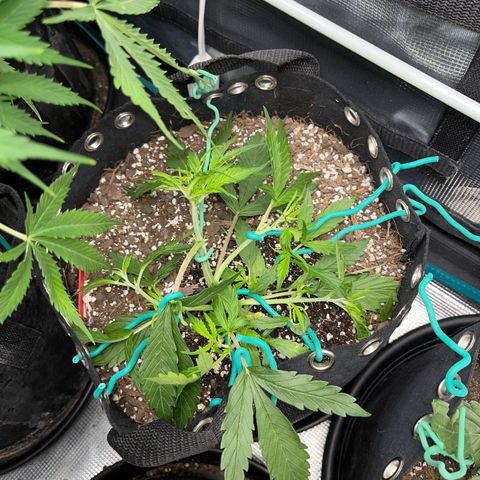Love Potion (April 2022) growlog timeline photo