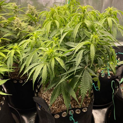 Blue Diesel 1 growlog timeline photo