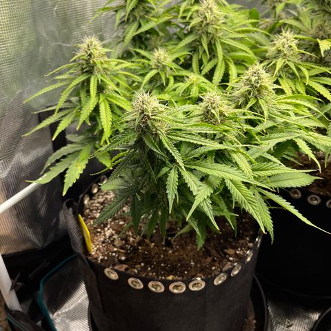 Pineapple 1 growlog timeline photo