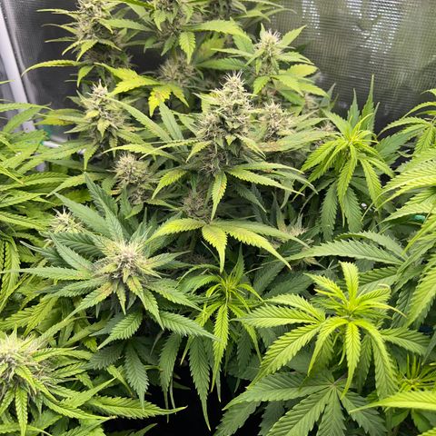Gelato 1 growlog timeline photo