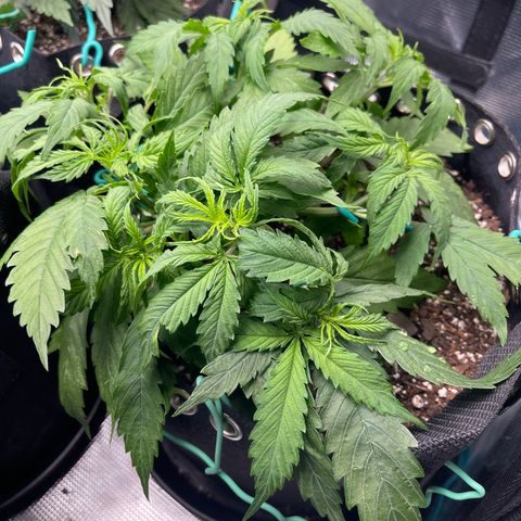 OG Jack (April 2022) growlog timeline photo