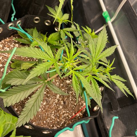 Love Potion (April 2022) growlog timeline photo