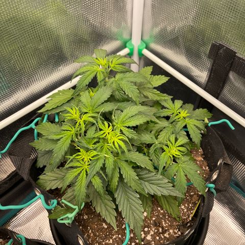 Pineapple X (April 2022) growlog timeline photo