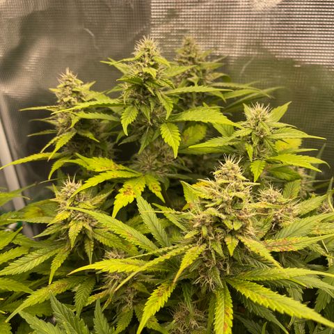 Gelato 1 growlog timeline photo