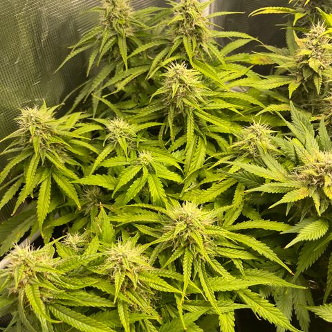 Pineapple 1 growlog timeline photo
