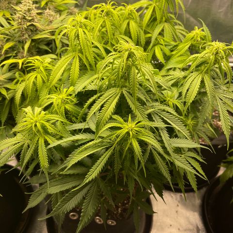 Pineapple X (April 2022) growlog timeline photo