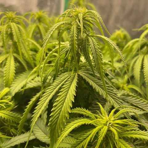 Pineapple X (April 2022) growlog timeline photo