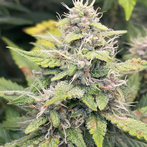Gelato 1 growlog timeline photo