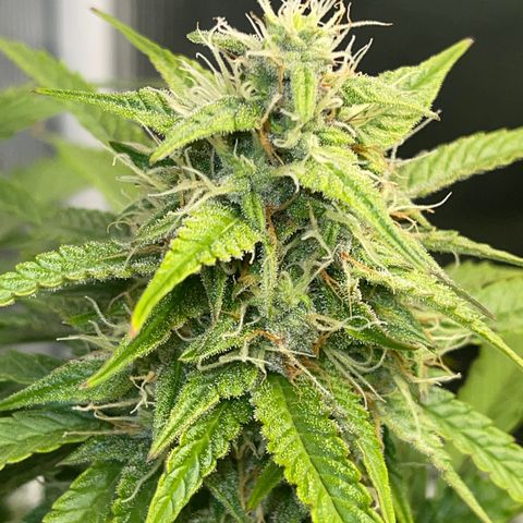 Pineapple 1 growlog timeline photo