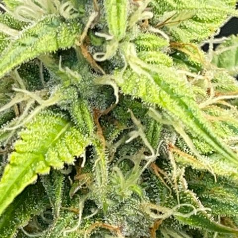 Gelato 1 growlog timeline photo