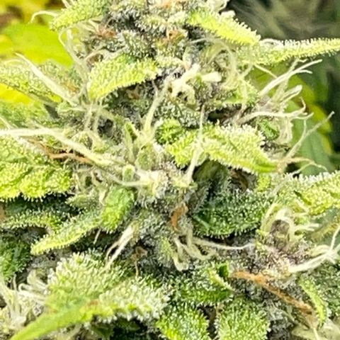 Pineapple 1 growlog timeline photo