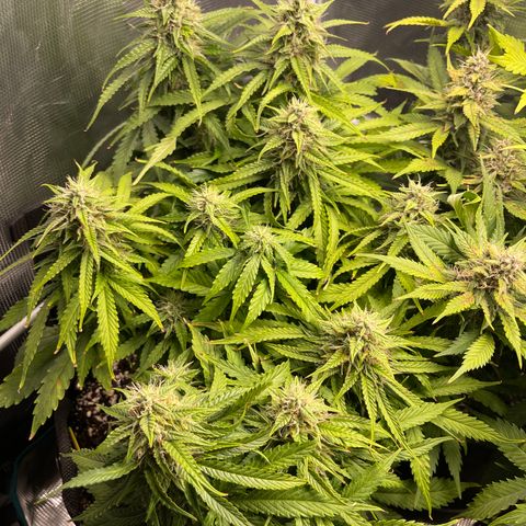 Pineapple 1 growlog timeline photo