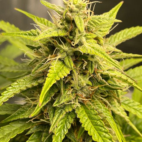 Pineapple 1 growlog timeline photo