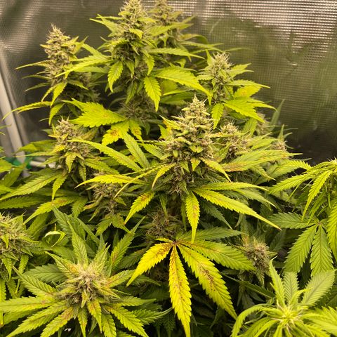 Gelato 1 growlog timeline photo