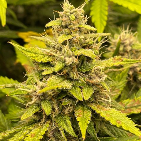 Gelato 1 growlog timeline photo