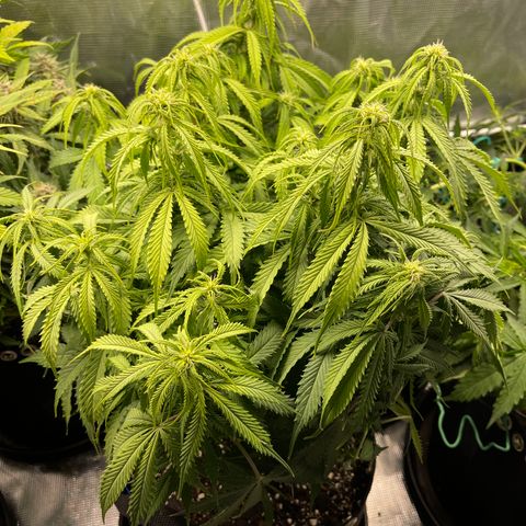 Blue Diesel 1 growlog timeline photo