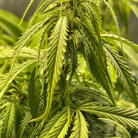 Blue Diesel 1 growlog timeline photo
