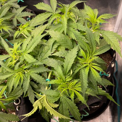 OG Jack (April 2022) growlog timeline photo