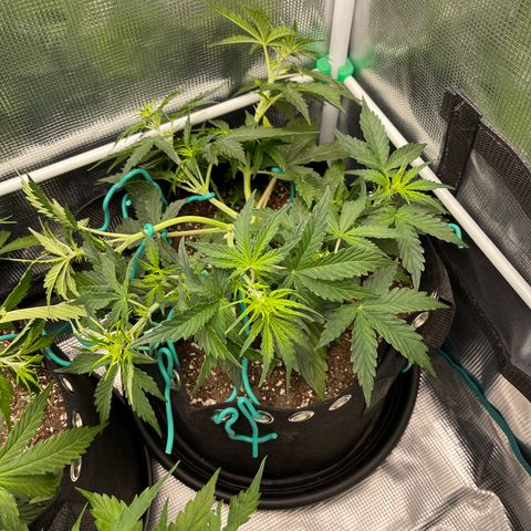 Pineapple X (April 2022) growlog timeline photo
