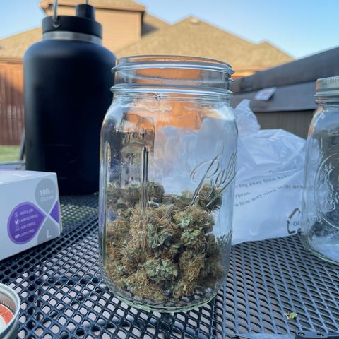 Super Lemon Haze Auto 1/20 growlog timeline photo