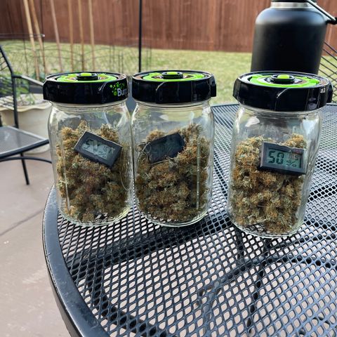 Super Lemon Haze Auto 1/20 growlog timeline photo