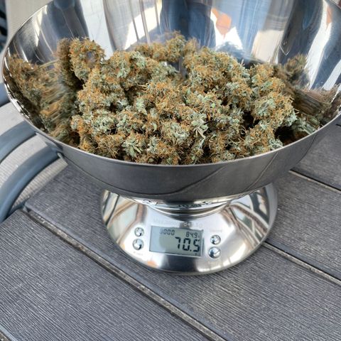 Super Lemon Haze Auto 1/20 growlog timeline photo