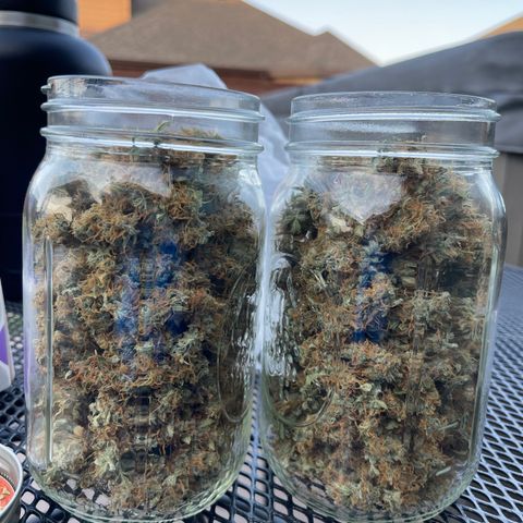 Super Lemon Haze Auto 1/20 growlog timeline photo