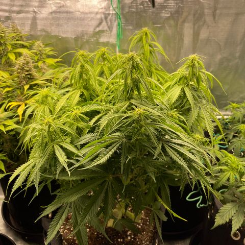 Blue Diesel 1 growlog timeline photo